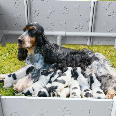Puppy pen extension for whelping box play area Puppy pen extension for whelping box play area